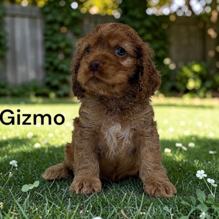 puppy, for, sale, Cocker Spaniel, Joe & Cherri  Overlease, dog, breeder, Miller, MO, dog-breeder, puppy-for-sale, forsale, nearby, find, puppyfind, locator, puppylocator, aca